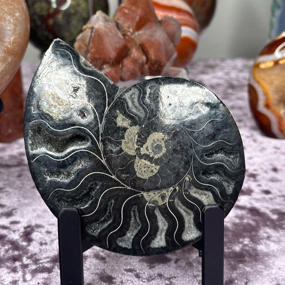 Ammonite Shell Set - AMS2