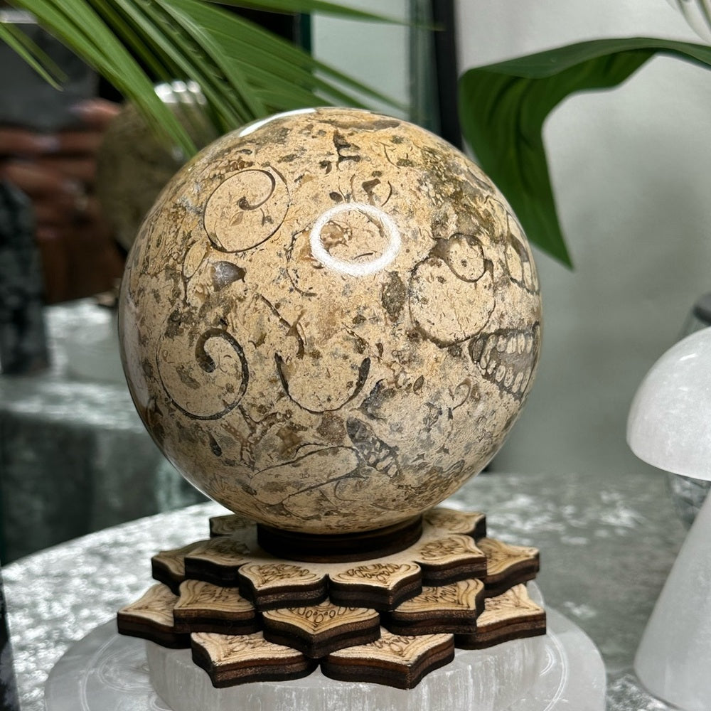 Fossil Sphere from Morocco -  FSM1