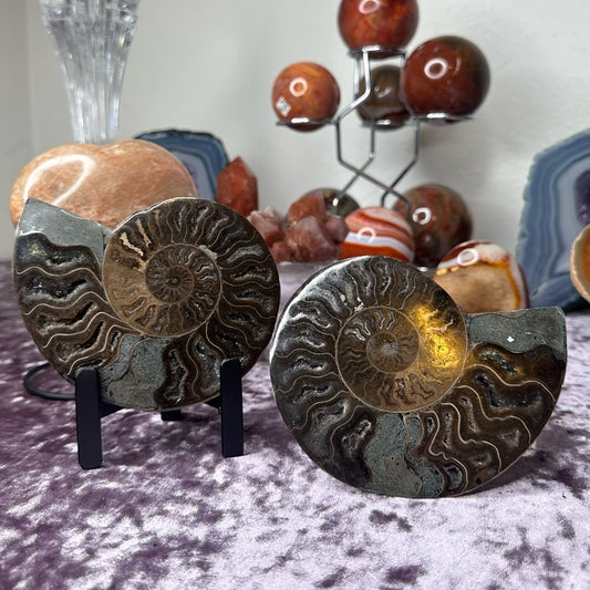 Ammonite Shell Set - AMS1