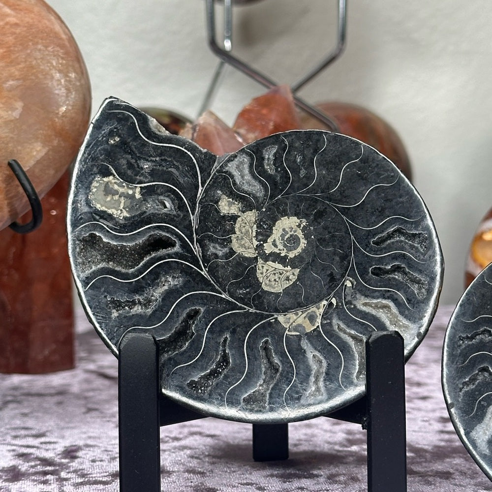 Ammonite Shell Set - AMS2