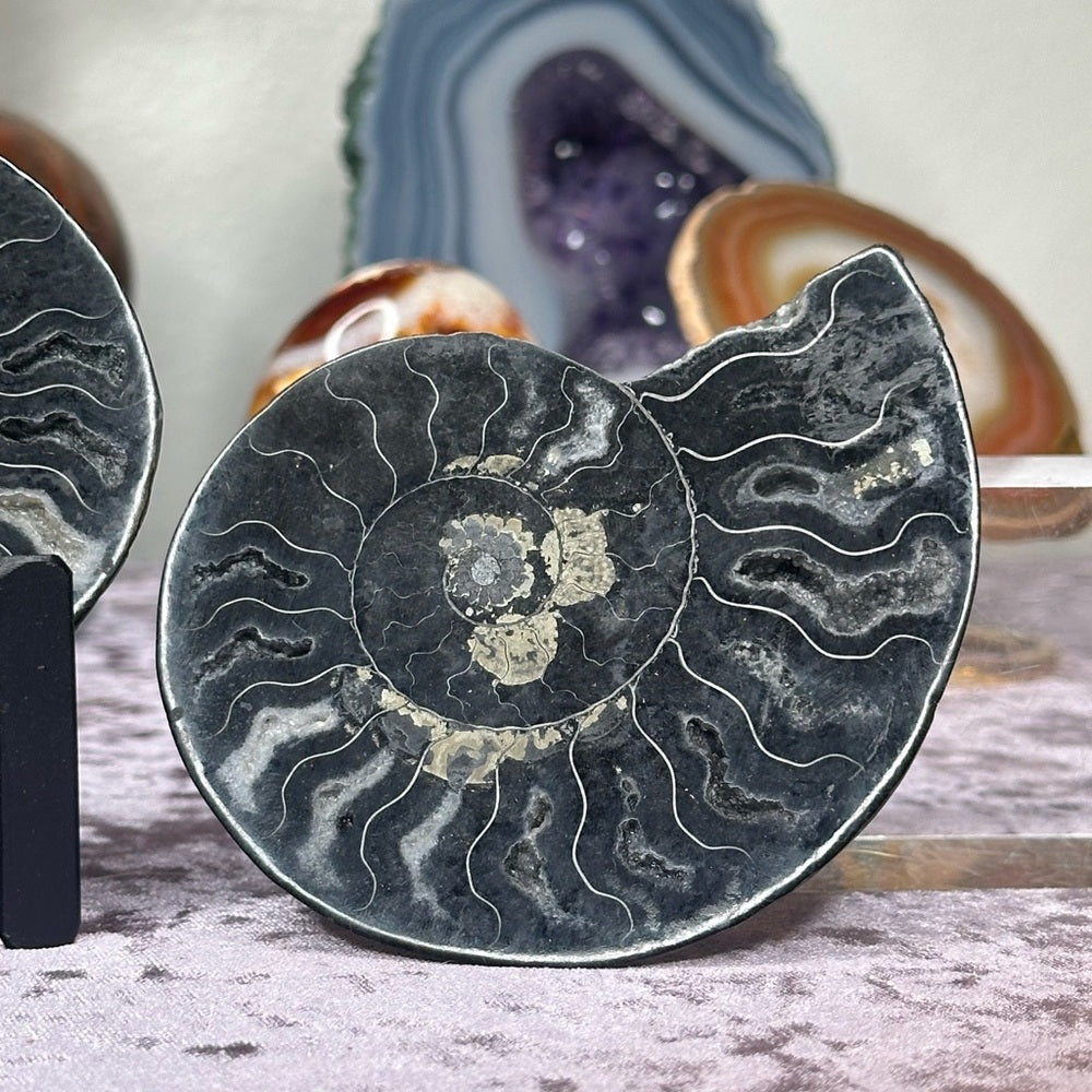 Ammonite Shell Set - AMS2