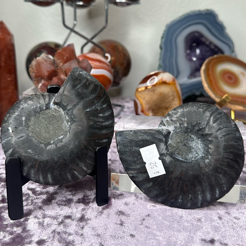 Ammonite Shell Set - AMS3