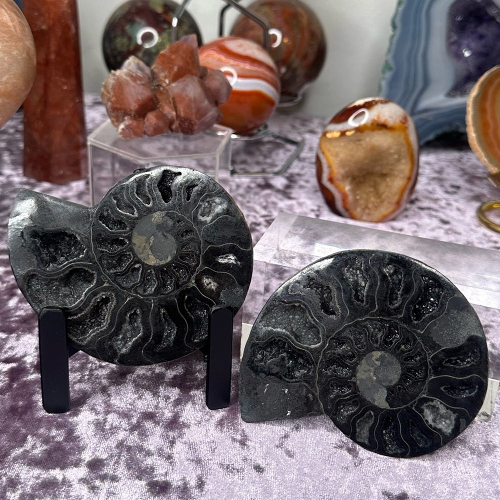 Ammonite Shell Set - AMS3