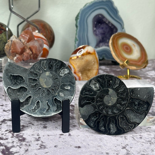 Ammonite Shell Set - AMS3