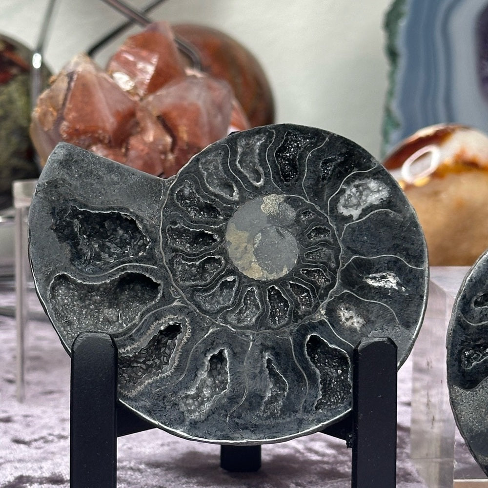 Ammonite Shell Set - AMS3