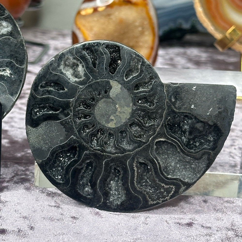 Ammonite Shell Set - AMS3