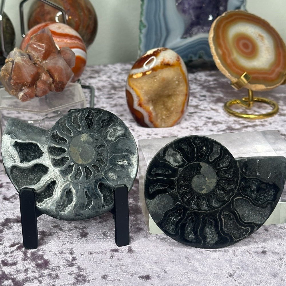 Ammonite Shell Set - AMS3
