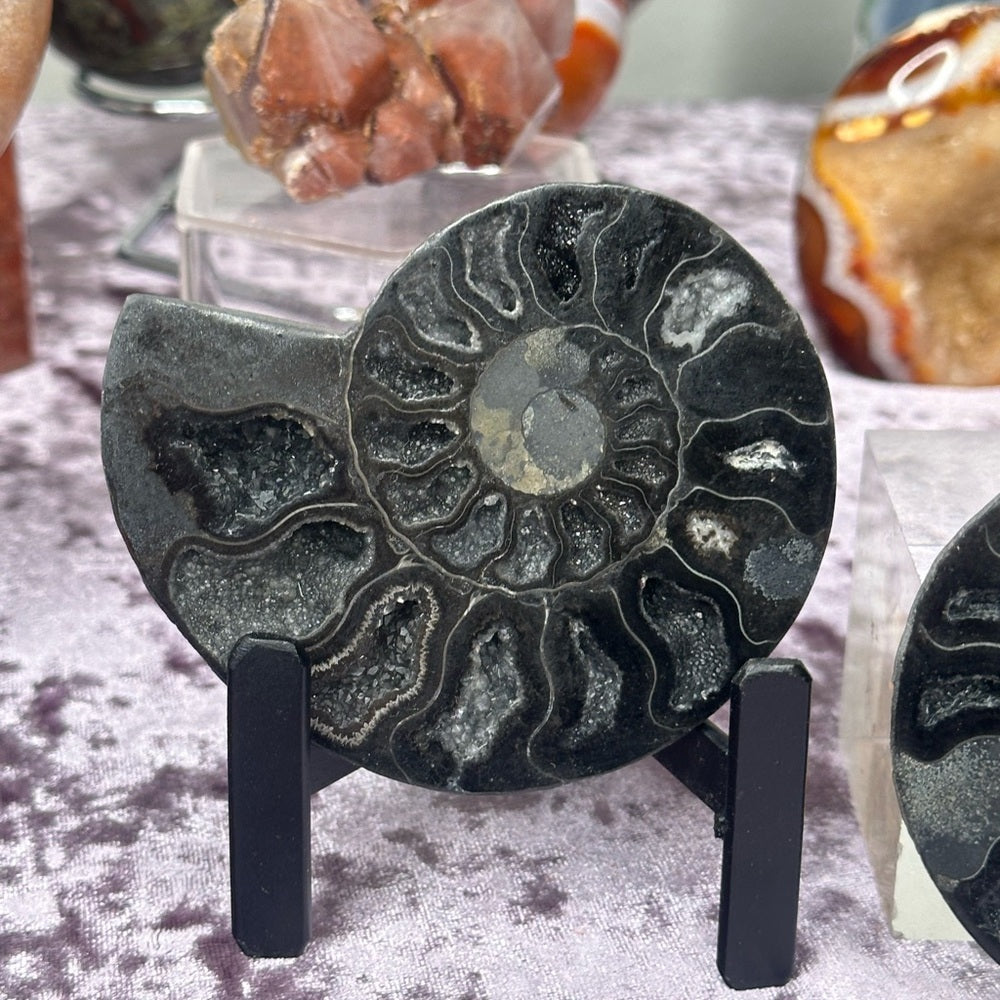 Ammonite Shell Set - AMS3