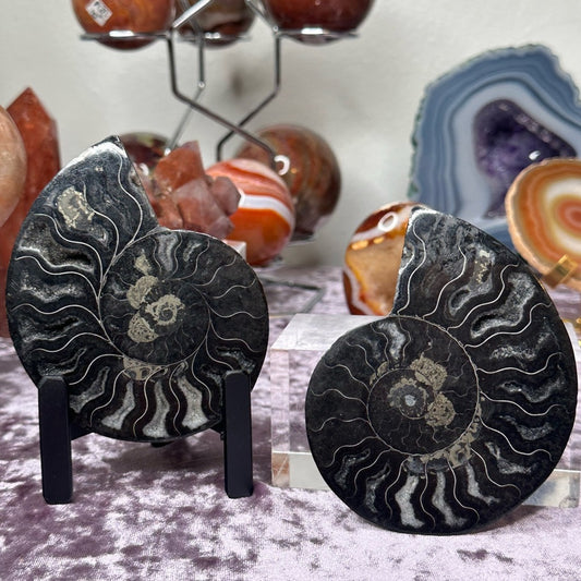 Ammonite Shell Set - AMS2