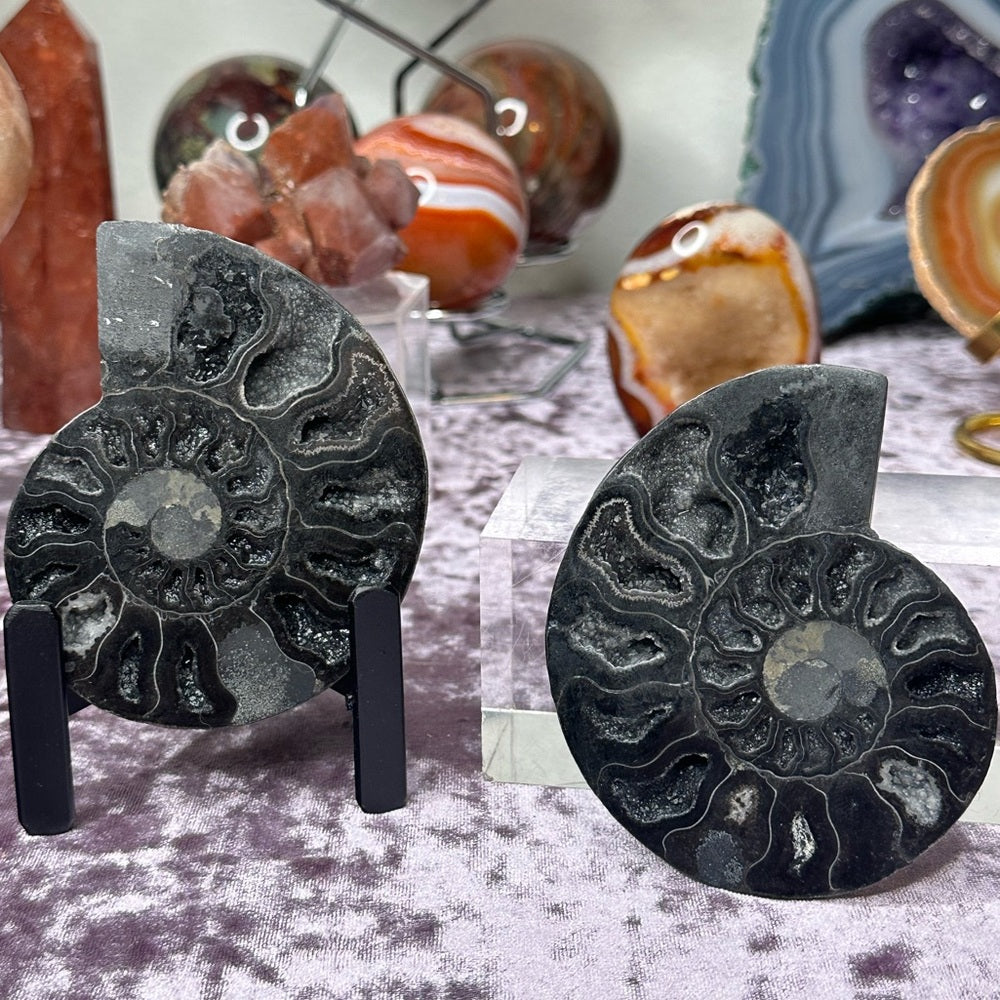 Ammonite Shell Set - AMS3