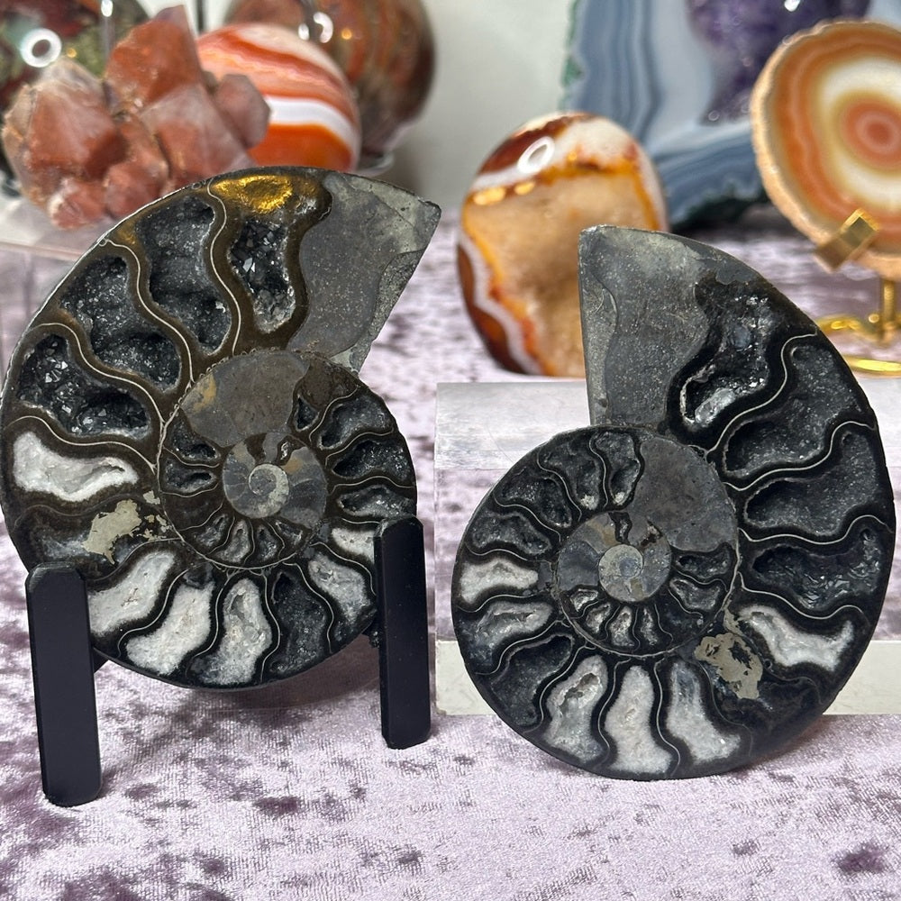 Ammonite Shell Set - AMS5