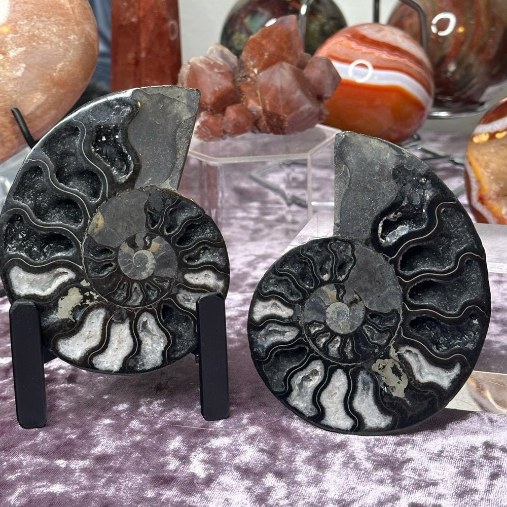Ammonite Shell Set - AMS5