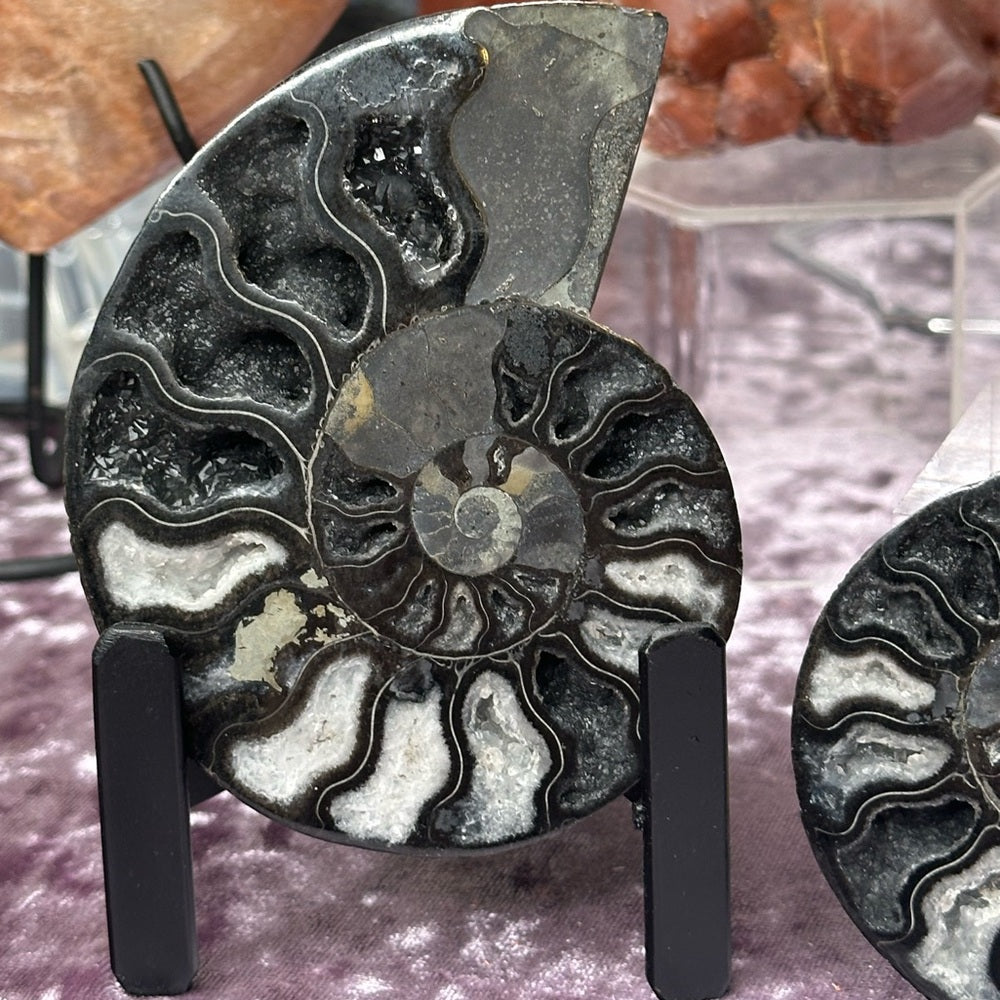 Ammonite Shell Set - AMS5