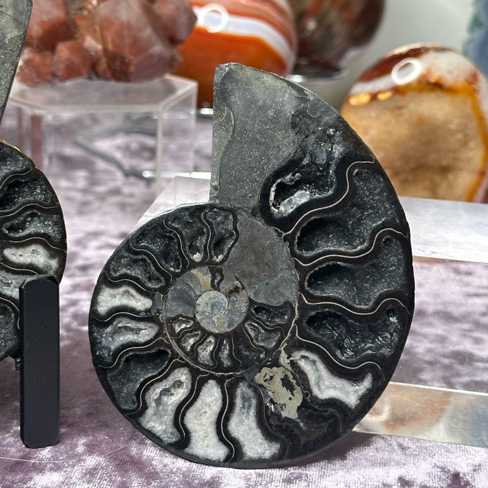 Ammonite Shell Set - AMS5