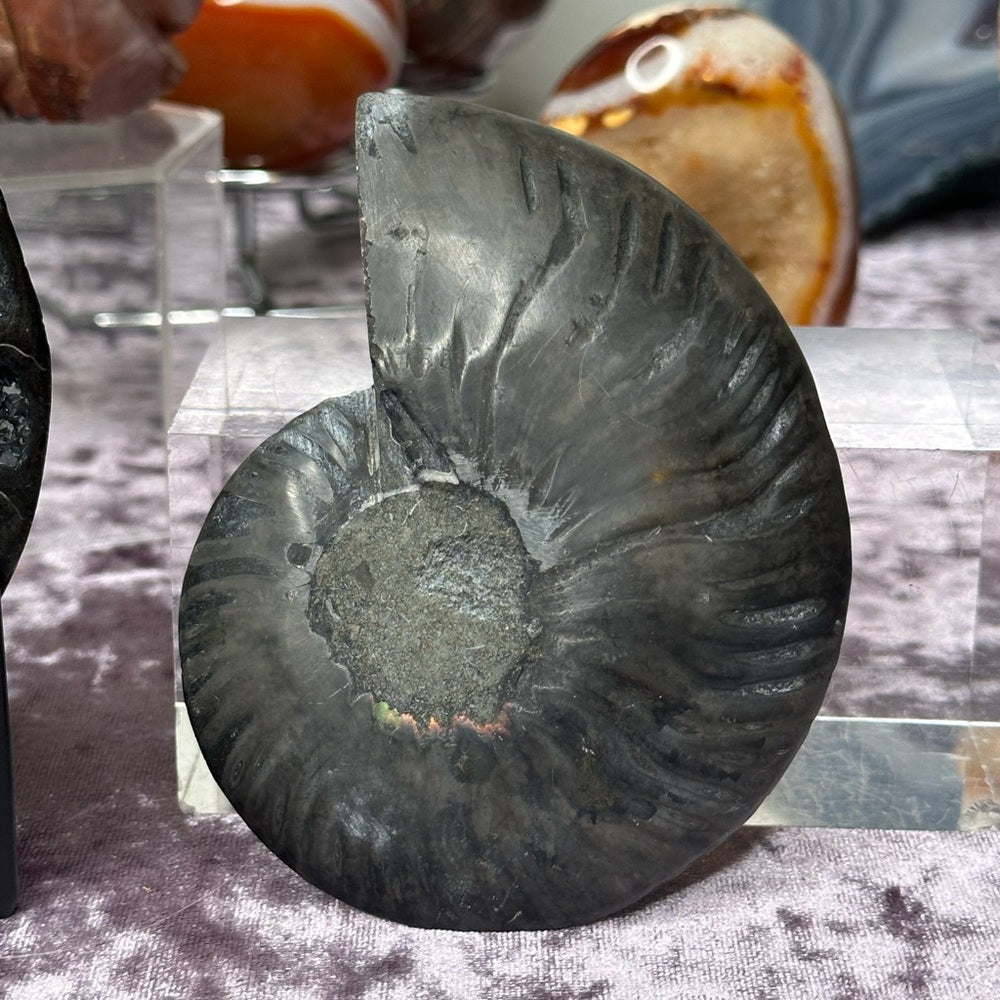 Ammonite Shell Set - AMS5