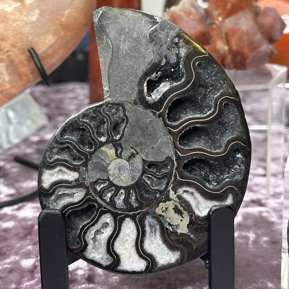 Ammonite Shell Set - AMS5